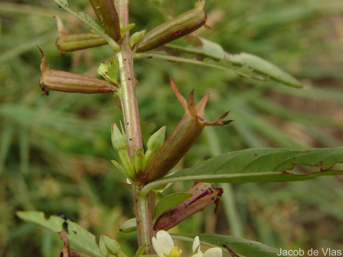 Ludwigia perennis L.